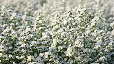 在晨光中，美丽的<strong>花圃</strong>开着白色的刀花。